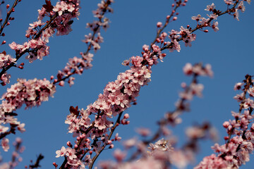 Fruit tree blossoms. Spring beginning background. Bokeh.