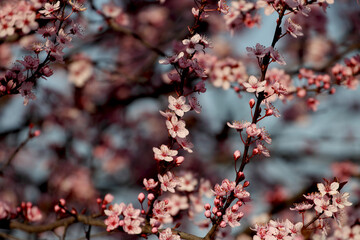 Fruit tree blossoms. Spring beginning background. Bokeh.
