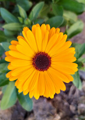 orange flower in the garden