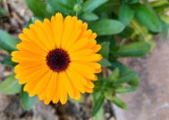 yellow flower in the garden