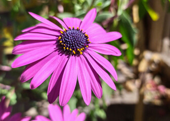 Obraz premium pink flower in the garden