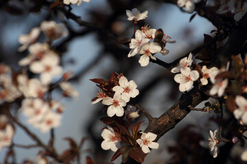 Fruit tree blossoms. Spring beginning background. Bokeh.