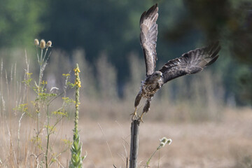 Bussard startend