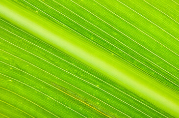 Cereal leaf extreme macro