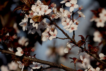 Fruit tree blossoms. Spring beginning background. Bokeh.