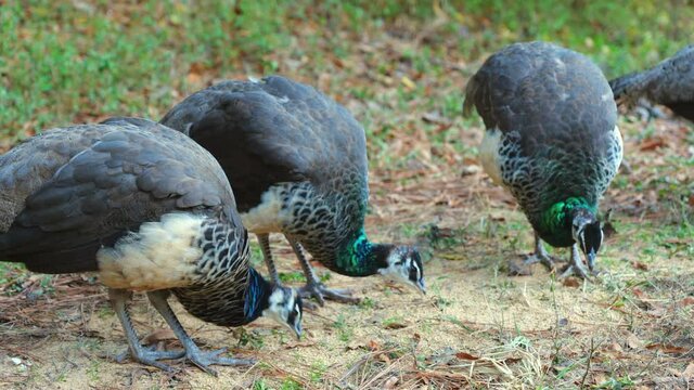 Close-up, a pride of peachicks feeds at a farm, North Carolina, USA