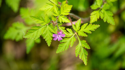 Close-up on a pink flower of geranium robert grass and its pretty toothed leaves	