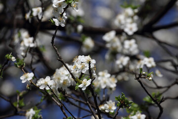 Fruit tree blossoms. Spring beginning background. Bokeh.