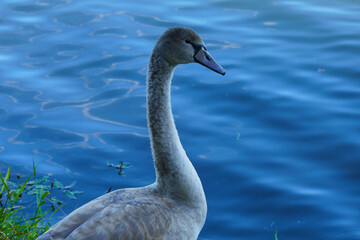A young mute swan poses alone on the shore of a blue lake
