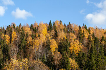 Fototapeta premium autumn in the forest
