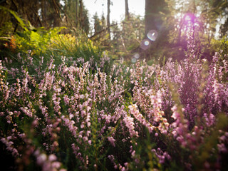 Obraz premium flowers in the forest