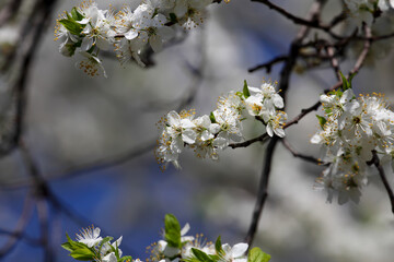 Fruit tree blossoms. Spring beginning background. Bokeh.