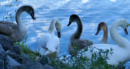 Five hump-swans are together at a shore of a blue lake, two white adult swans together with three young grey swans