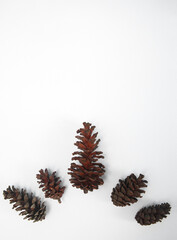 Pine cone composition on white background, isolated, flat lay