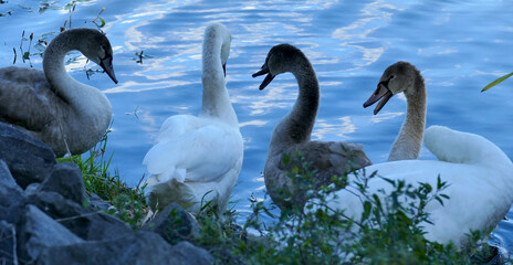 Five hump-swans are together at a shore of a blue lake, two white adult swans together with three young grey swans