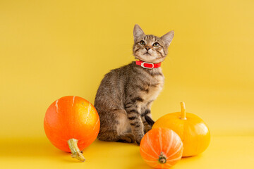 A kitten in a red collar and three pumpkins on a yellow background.