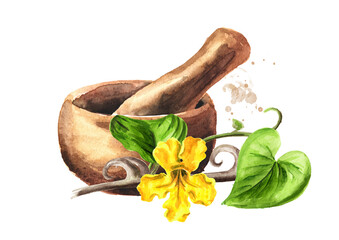 Mortar and medicinal plant Cats claw or Uncaria tomentosa with stem and flower, Watercolor hand drawn illustration, isolated on white background