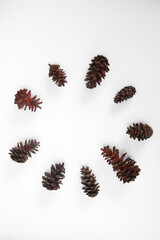 Fototapeta na wymiar Pine cone composition that form a circle on white background, isolated, flat lay, copy space
