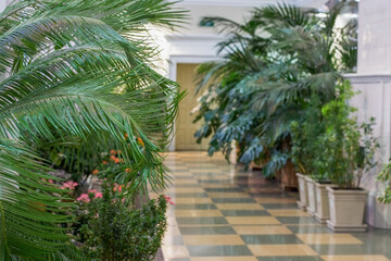 Fototapeta na wymiar Growing tropical plants indoor. Palm trees grow in large pots.
