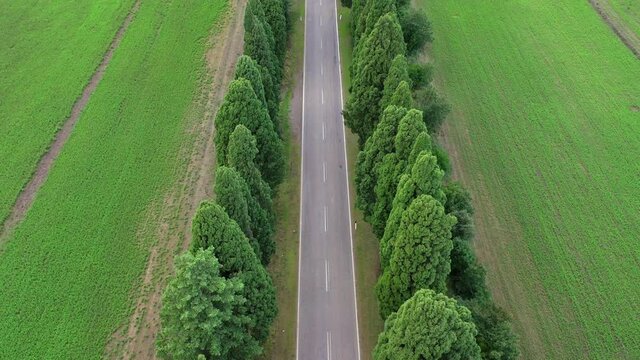 Viale alberato di cipressi