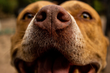 close up of a dog