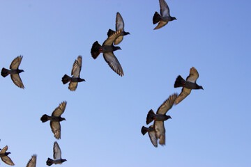 birds in flight