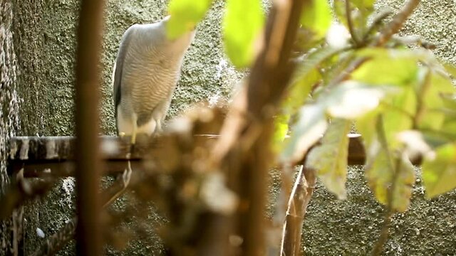 The gray-lined hawk (Buteo nitidus) is a smallish raptor found in open country and forest edges. It is sometimes placed in the genus Asturina as Asturina nitida.