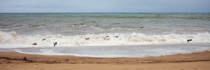 Beach. Sea. Waves. Doves on the shore.