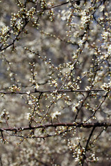 Fruit tree blossoms. Spring beginning background. Bokeh.