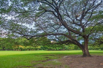 big tree in a public park