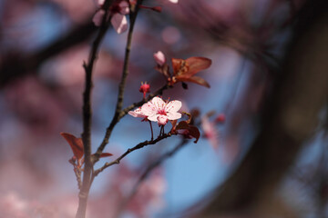 Fruit tree blossoms. Spring beginning background. Bokeh.