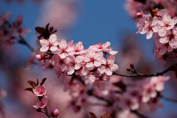 Fruit tree blossoms. Spring beginning background. Bokeh.