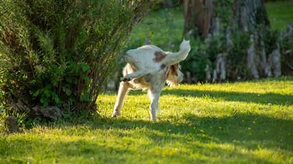 Fototapeta premium Large white and red dog urinating on a shrub in the park
