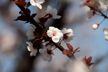 Fruit tree blossoms. Spring beginning background. Bokeh.