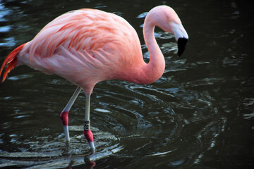 A close up of a Flamingo