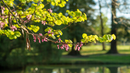 Judas tree branch in bloom, under a beautiful blue sky	
