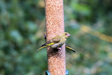 A Greenfinch on a Bird Feeder