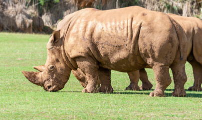 rhino couple eating green grass