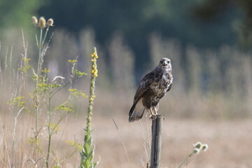 Bussard sitzend auf Pfosten (Buteo buteo)