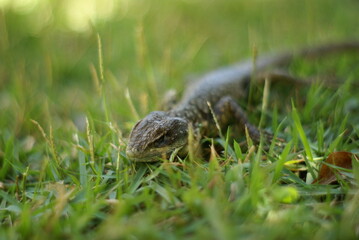 O passeio do calango