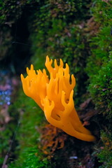 Wild mushroom Yellow Stagshorn, scientifi name Calocera viscosa

