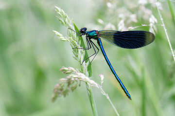 Dragonfly Close-up,Macro 