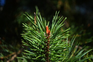 Fir tree brunch close up. Shallow focus. Fluffy fir tree brunch close up. Christmas wallpaper concept.