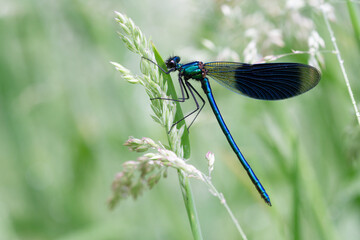 dragonfly on a green leaf