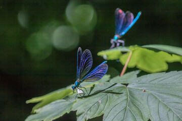 Dragonfly Close-up,Macro 