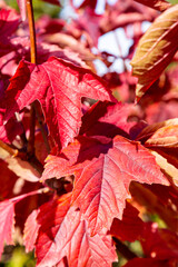 Red autumn leaves close up. Sunny autumn background selective focus