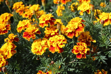 Tagetes