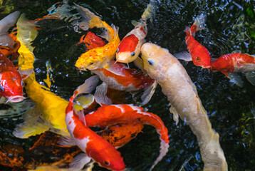 Koi swimming in a water garden,fancy carp fish,koi fishes,Koi Fish swim in pond.Isolate background is black.Fancy Carp or Koi Fish are red,orange.