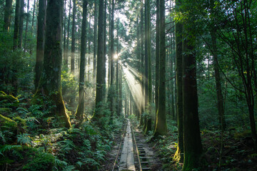 屋久島のトロッコ道