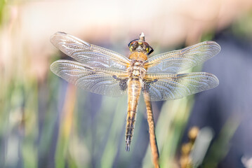 Dragonfly Close-up,Macro 